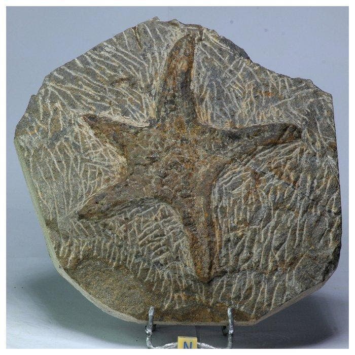 Zeester - Fossiel fragment - Huge Petraster Ordovician, Verzamelen, Mineralen en Fossielen