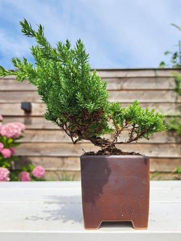 Bonsaï Genévrier (Juniperus) - Hauteur (arbre) : 12 cm -