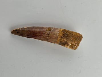 Spinosaure - Dent fossile - Spinosaur Aegyptiacus - 5 cm