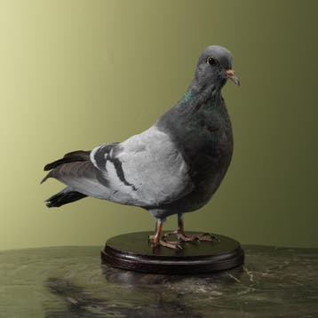 Duif Taxidermie Opgezette Dieren By Max, Ophalen of Verzenden, Opgezet dier