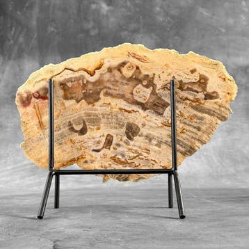 Magnifique tranche de bois pétrifié sur un socle