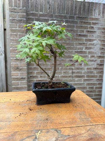 Japanese maple bonsai (Acer palmatum) - Hauteur (arbre) : 35
