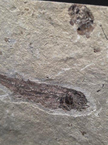 Zeldzame fossiele vis – Lycoptera muroii - Gefossiliseerd