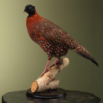 Satyr Tragopaan Taxidermie Opgezette Dieren By Max, Ophalen of Verzenden, Nieuw, Vogel, Opgezet dier