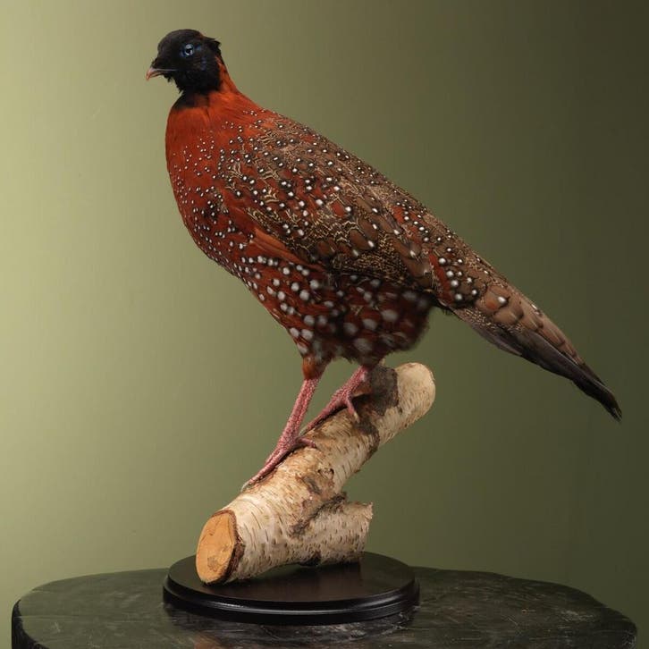 Satyr Tragopaan Taxidermie Opgezette Dieren By Max, Verzamelen, Dierenverzamelingen, Opgezet dier, Nieuw, Vogel, Ophalen of Verzenden