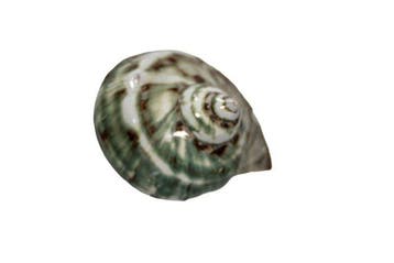 Prachtige parelschelp (Turbo marmoratus) gepolijst | Zuiver, Nieuw