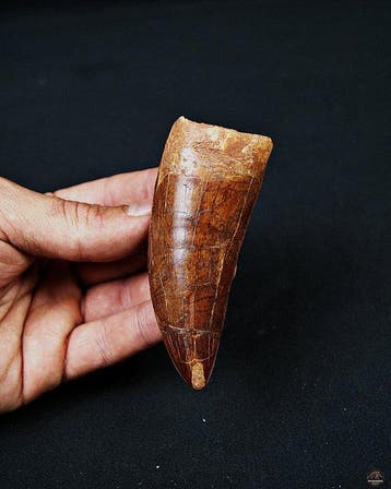 Dinosaurus - Fossiele tand - Carcharodontosaurus saharicus -, Verzamelen