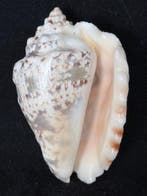 Zeeslak Zeeschelp - S-185 STROMBUS LENTIGINOSUS (Zonder