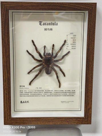 Spin Taxidermie volledige montage - Theraphosidae - 32 cm -