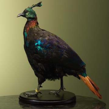 Himalayaglansfazant Taxidermie Opgezette Dieren By Max, Ophalen of Verzenden, Opgezet dier