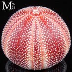 Oursin marin commun géant - couleurs naturelles profondes -