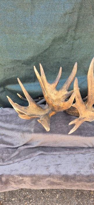 Cerf élaphe Support mural pour taxidermie - Cervus elaphus -, Nieuw