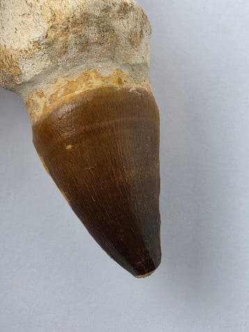 Mosasaurus - Fossiele tand - 10 cm (Zonder minimumprijs)