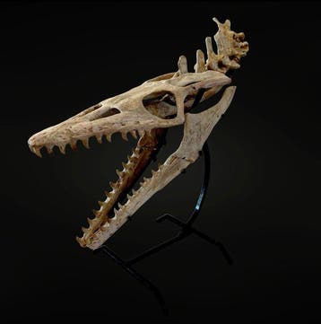 Uitzonderlijke en zeldzame mosasaurussen - Fossiele schedel, Verzamelen, Mineralen en Fossielen