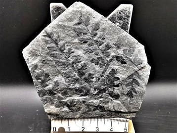 Varen - Gefossiliseerde plant - Mariopteris acuta Brongniart