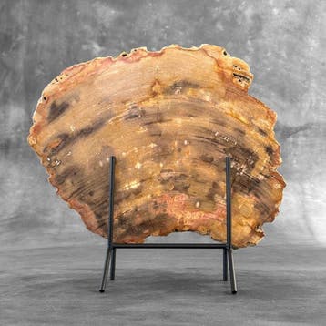 C - Belle grande tranche de bois pétrifié sur un socle