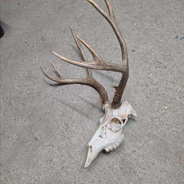 Hert Schedel met gewei - Odocoileus hemionus (Maultier, Antiek en Kunst
