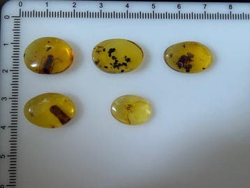 Hoge Kwaliteit Birmese Barnsteen 5 Stukken 2.81 gram met, Collections