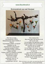 Druivenstronk op voet Voorjaar Stel zelf je pakket samen, Nieuw