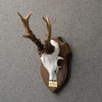 Reebok Gewei Taxidermie Opgezette Dieren By Max, Ophalen of Verzenden, Opgezet dier