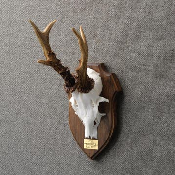 Reebok Gewei Taxidermie Opgezette Dieren By Max, Ophalen of Verzenden, Nieuw, Wild dier, Opgezet dier