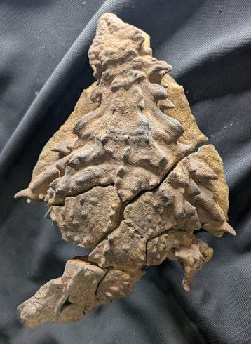 Fossiel skelet - “Mummified” Borealopelta markmitchelli -