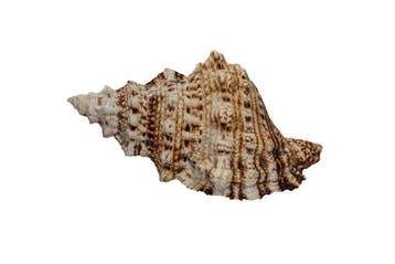 Reusachtige kikkerslak: Bursa bubo / Tutufa bufo (130 mm) –