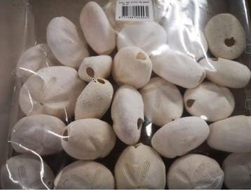 Zeeegel sea urchin dapaw naturel wit ca. 20+5 stuks, Nieuw