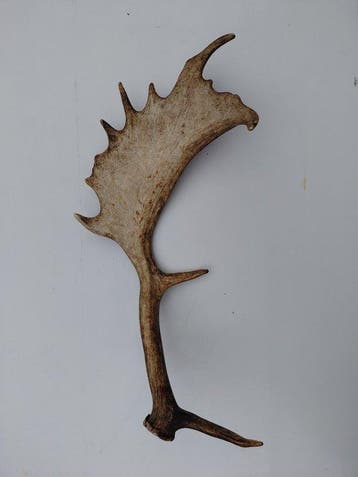 Damhert Gewei - Dama dama - 25 cm - 60 cm - 15 cm - (2)