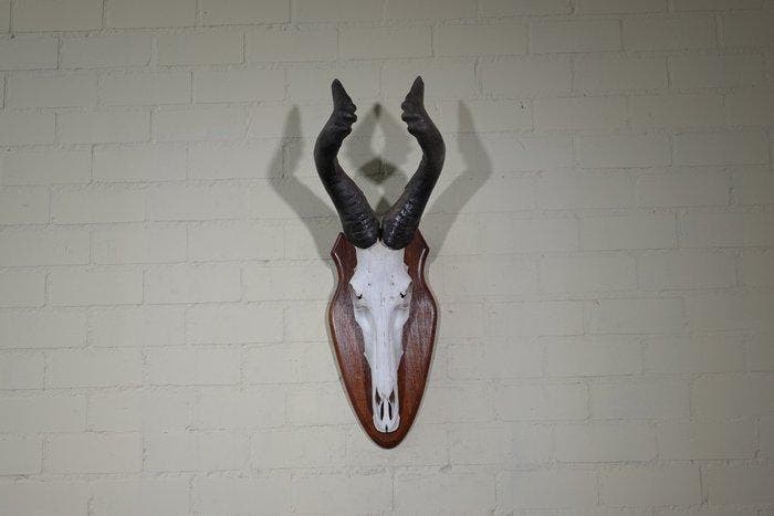 Hartebeest skull Schedel - Alcelaphus buselaphus - 32 cm -, Verzamelen, Dierenverzamelingen