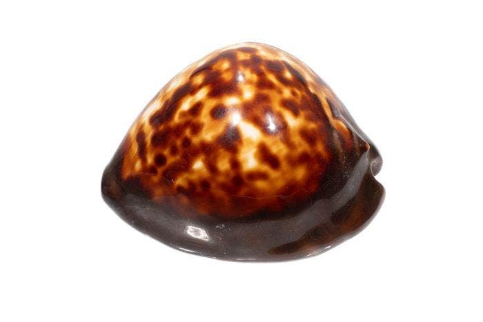 Misleidende koeie Skelet - Zoila decipiens - 0 cm - 0 cm -, Verzamelen, Dierenverzamelingen