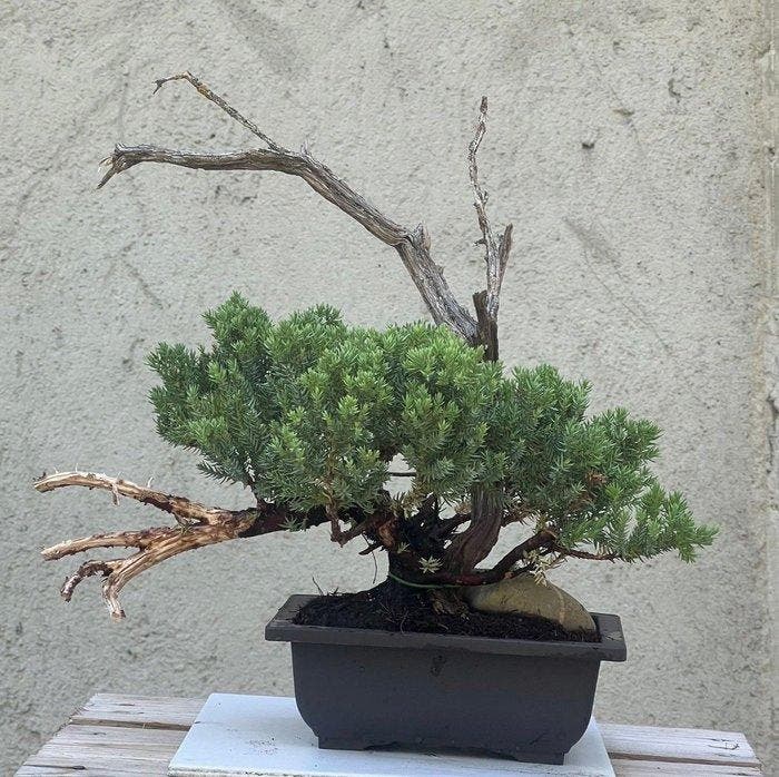 Jeneverbes bonsai (Juniperus) - Hoogte (boom): 30 cm -, Antiquités & Art, Curiosités & Brocante