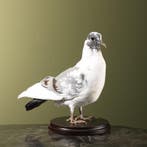 Duif Taxidermie Opgezette Dieren By Max, Ophalen of Verzenden, Nieuw, Vogel, Opgezet dier