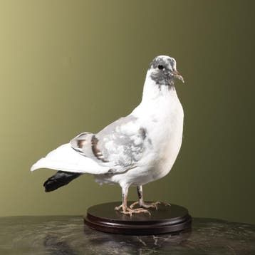 Duif Taxidermie Opgezette Dieren By Max, Ophalen of Verzenden, Opgezet dier