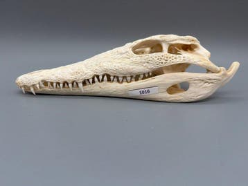 Nijlkrokodil Schedel van een reptiel - Crocodylus niloticus