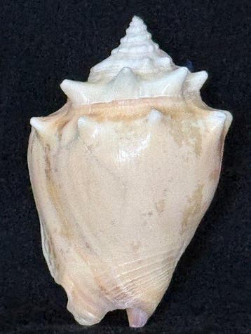 Escargot de mer Coquillage marin - S-575 STROMBUS PUGILIS, Antiek en Kunst