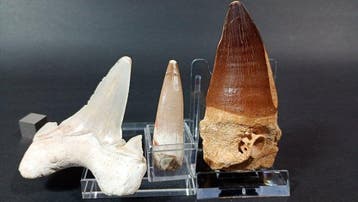 Requin, plésiosaure et mosasaure - Dents fossiles - Otodus, Collections