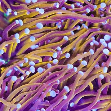 Euphyllia Glabrescens Golden Torch Indo (2 koppen)