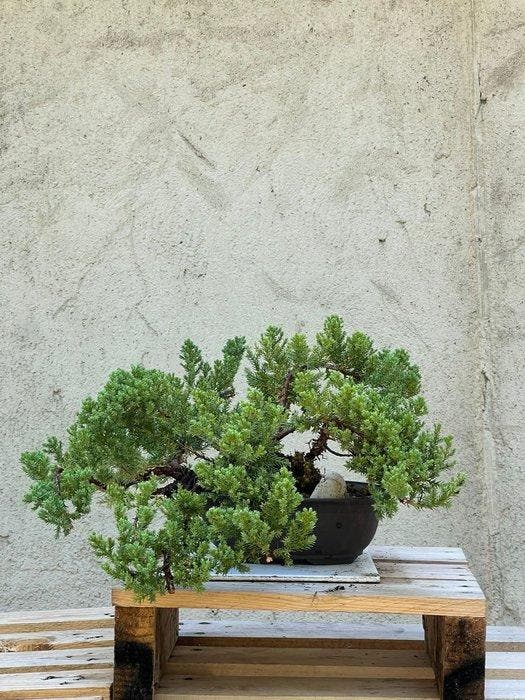 Jeneverbes bonsai (Juniperus) - Hoogte (boom): 17 cm -, Antiek en Kunst, Curiosa en Brocante