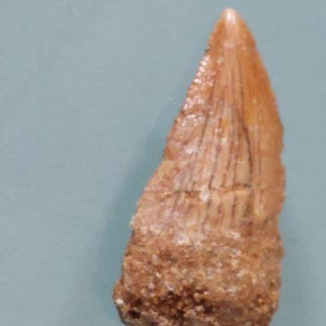 Dinosaurus - Fossiele tand - Abelisaurus - 22 mm - 10 mm