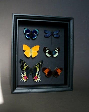 Papillon Support de corps entier pour taxidermie - Phoebis