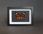 Papillon Support de corps entier pour taxidermie - Danaus