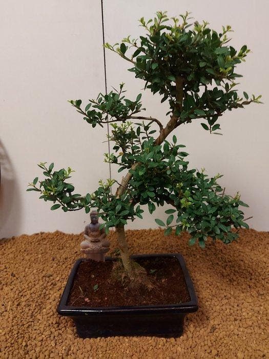 Japanese holly bonsai (Ilex crenata) - Hoogte (boom): 36 cm, Antiquités & Art, Curiosités & Brocante