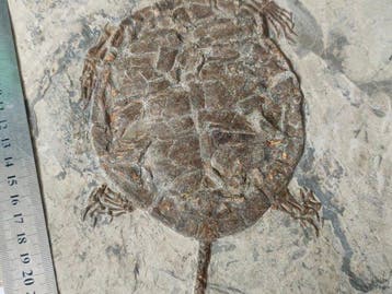 Prachtige schildpad - Gefossiliseerd dier - Manchurochelys -