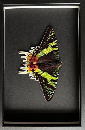 Papillon Support de corps entier pour taxidermie - Urania
