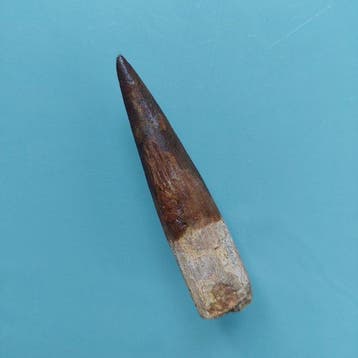 Spinosaurus - Fossiele tand - 75 mm - 15 mm