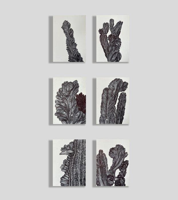 N. Magro - Collectables: “ Six bold cacti (in black):, Antiek en Kunst, Kunst | Designobjecten