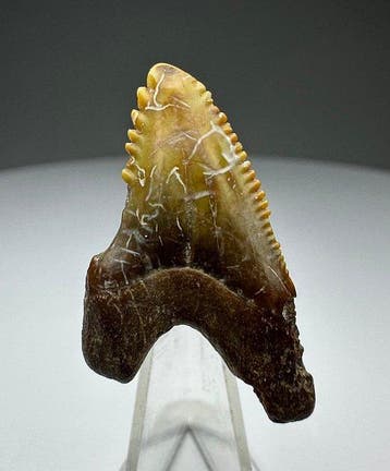 Hemipristis serra - Fossiele tand - 3 cm - 2 cm (Zonder