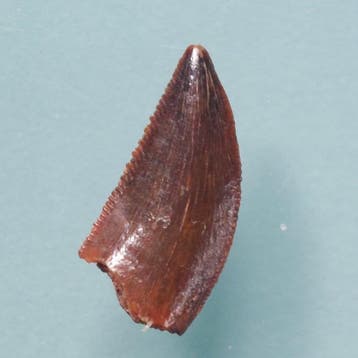 Dinosaurus - Fossiele tand - Abelisaurus, Pterodactylus und