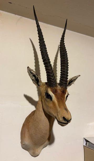 Gazelle de Grant Support mural pour taxidermie - Nanger, Nieuw